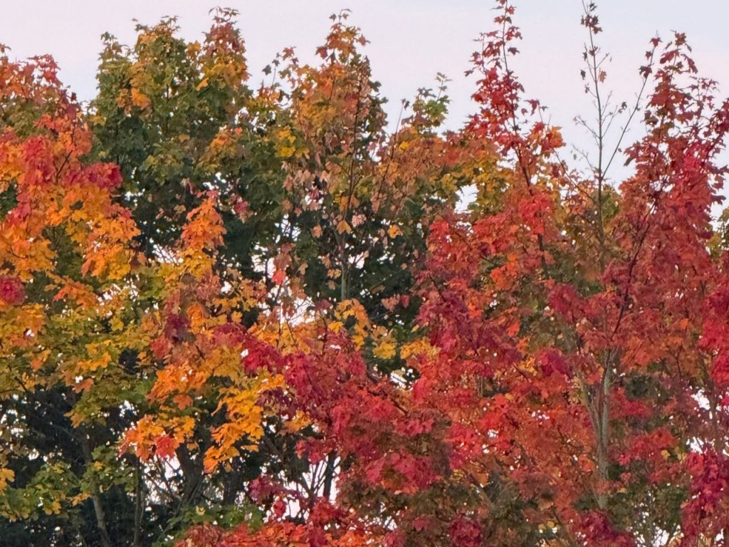 Гороскоп для всех знаков Зодиака на 6 ноября 2025: Козерогов, Водолеев и Рыб подстерегают неприятности, а Стрельцов, Львов и Близнецов ждет признание и успех