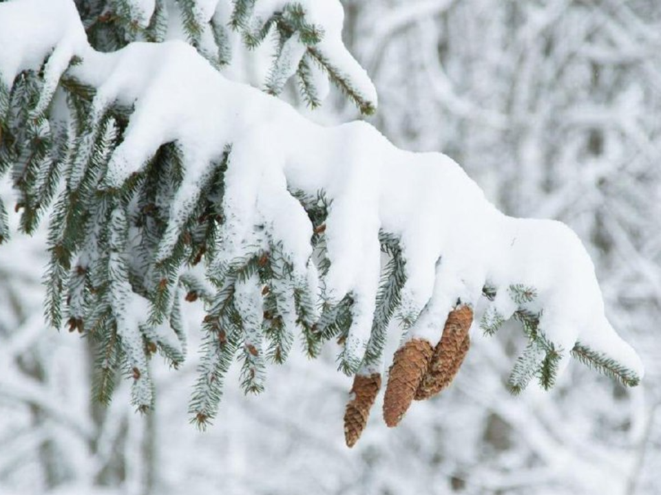 Первый визит зимы: синоптики предупредили жителей Подмосковья о резком похолодании