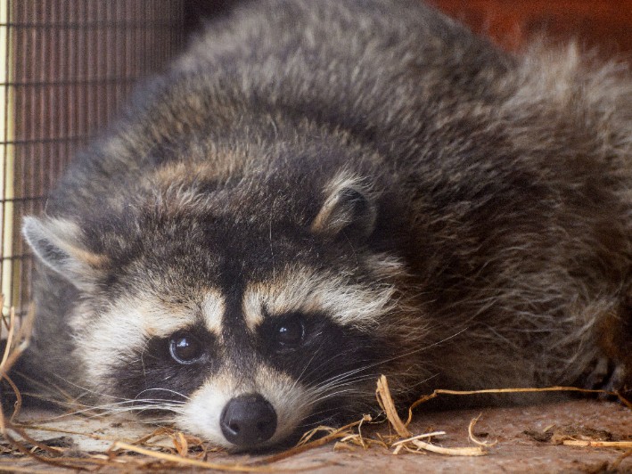 В можайском сафари-парке енотов-полоскунов впервые выпустили на волю
