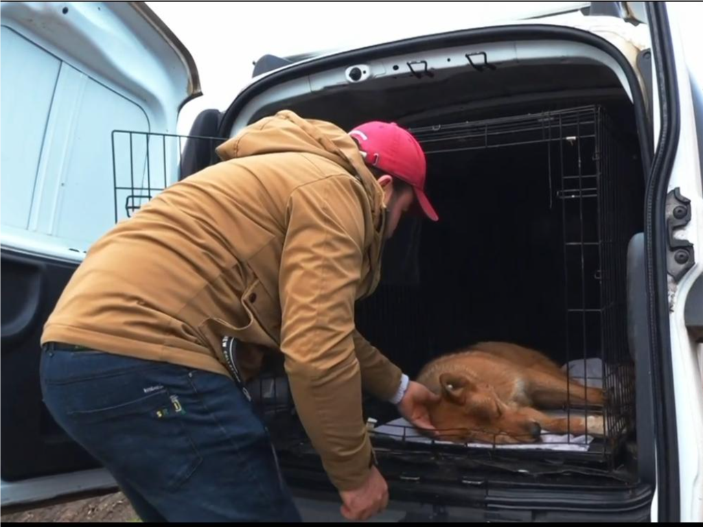 Забота о братьях меньших: в Истре продолжается программа контроля популяции бездомных собак