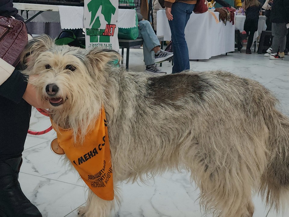 Отчаяние и надежда: волонтеры Лотошина ищут дом для животных, спасенных с улицы