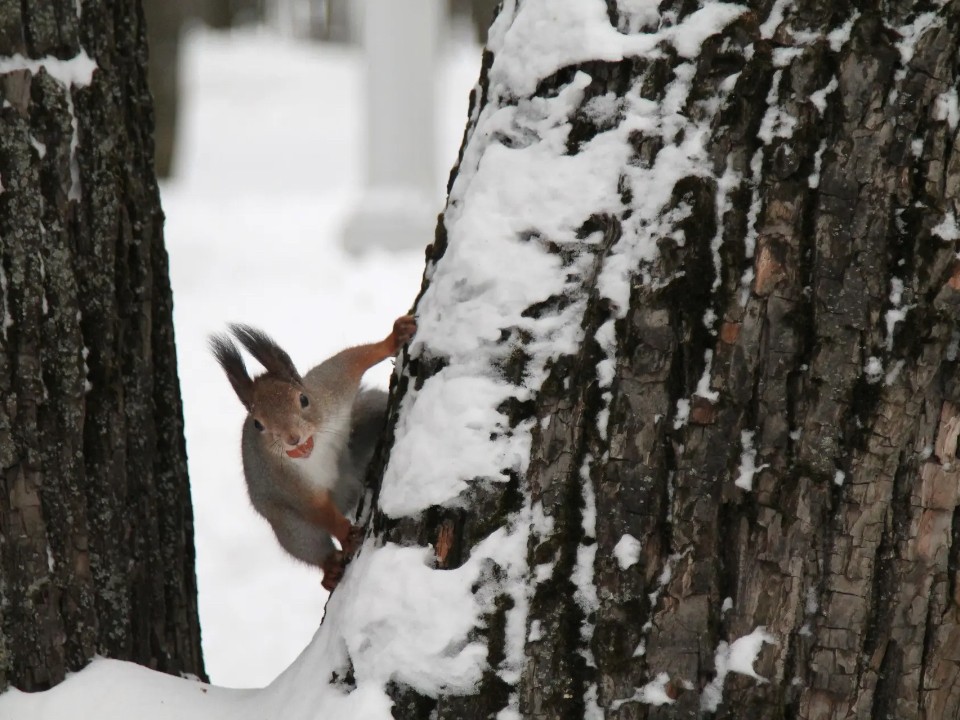 От холода до оттепелей: каким будет декабрь в столичном регионе
