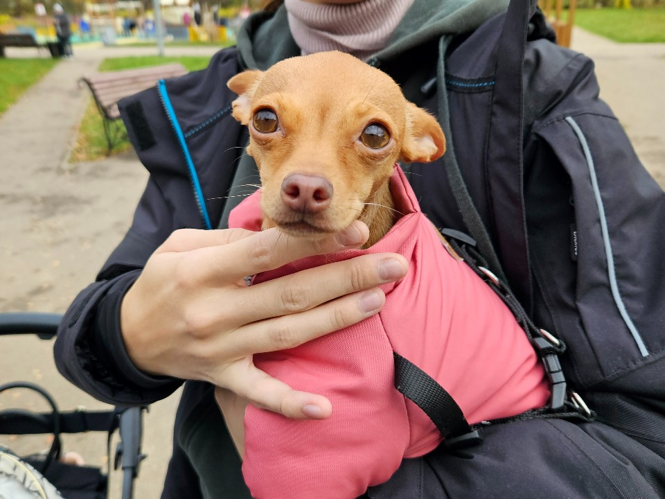 Жители округа могут бесплатно привить питомцев от бешенства 6 ноября