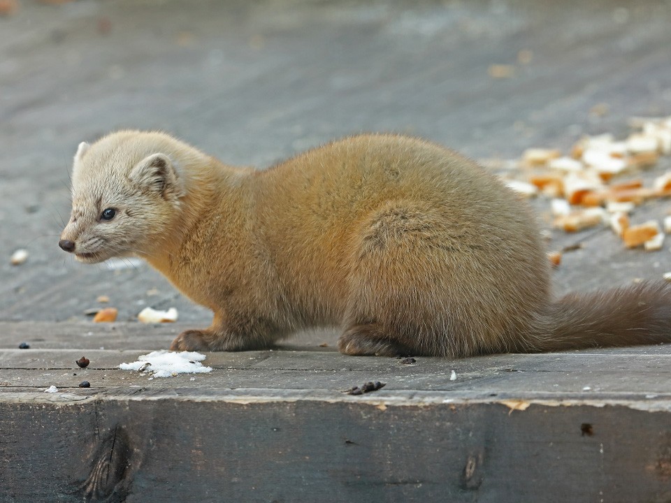 Городская легенда Электрогорска: почему соболя-беглеца не могут поймать