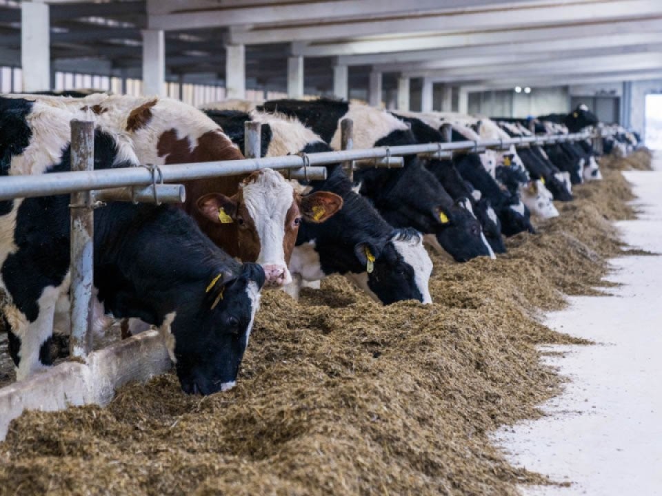 К каждой корове нашли свой подход: как ферма из Подмосковья раскрутила буренок на 12 тонн молока и обошла конкурентов