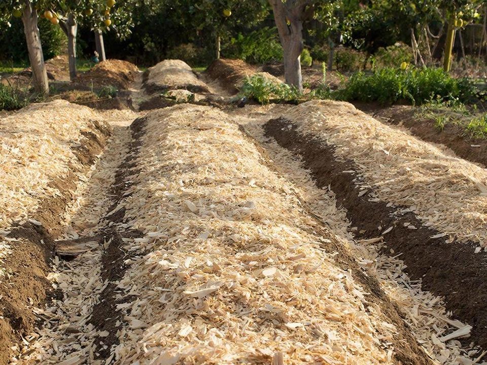 Опилки — не волшебная пудра для грядок: три «засады», о которых должны знать садоводы