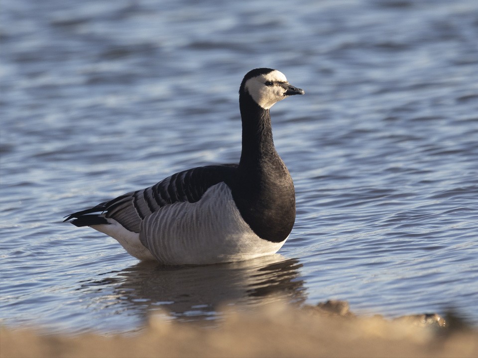Арктический гусь прибился к утиной стае на Бельском озере