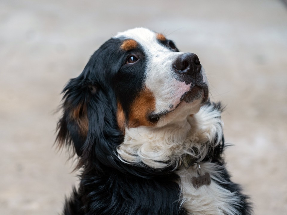 Ветеринар из Луховиц рассказал, чем опасен сахар для собак