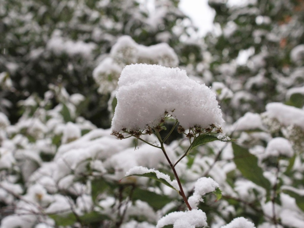 Снег в Подмосковье ляжет уже в субботу, а потом ударит мороз до -8°C