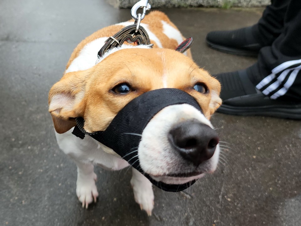 Собаку отправили искать новый дом после нападения на ребенка в Ногинске