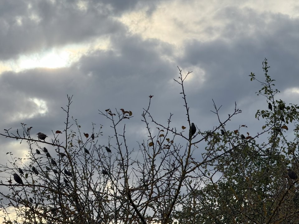 Облачно и не по сезону тепло: какой будет погода в Подмосковье 29 ноября