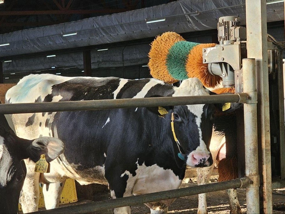 Коровы в восторге: на ферме в Озерах появились «массажеры» против стресса и плохого настроения