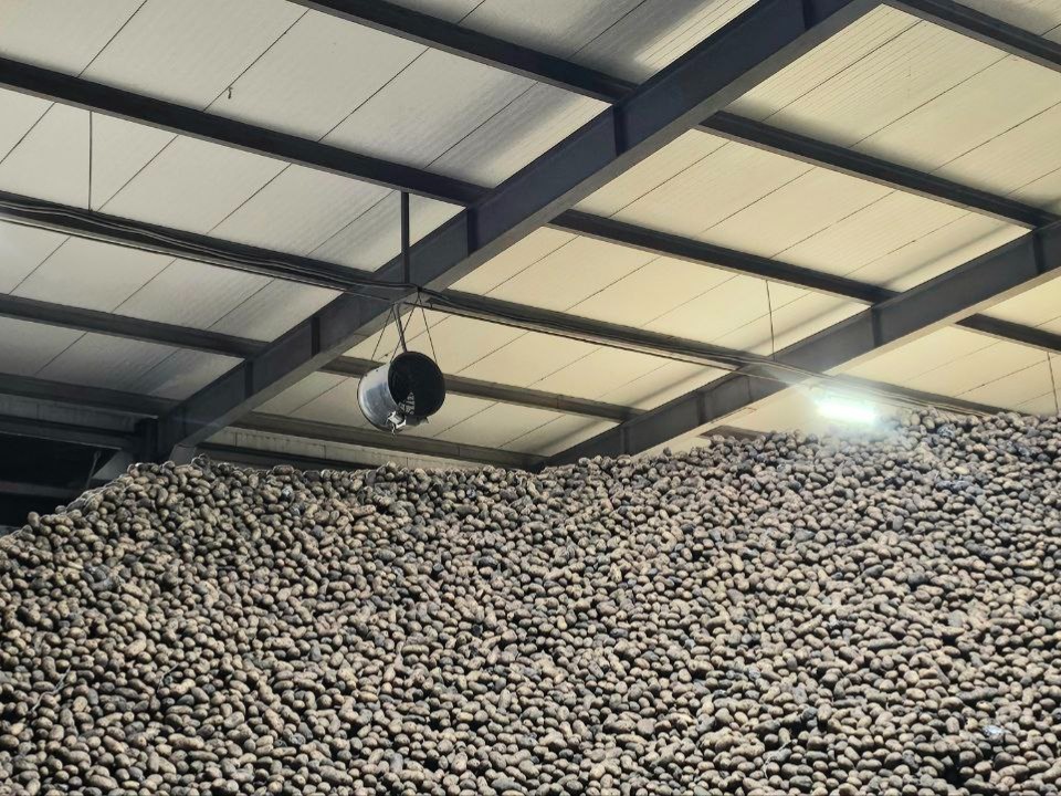 Сохранить до весны: озерские аграрии создают для картофеля комфортные условия