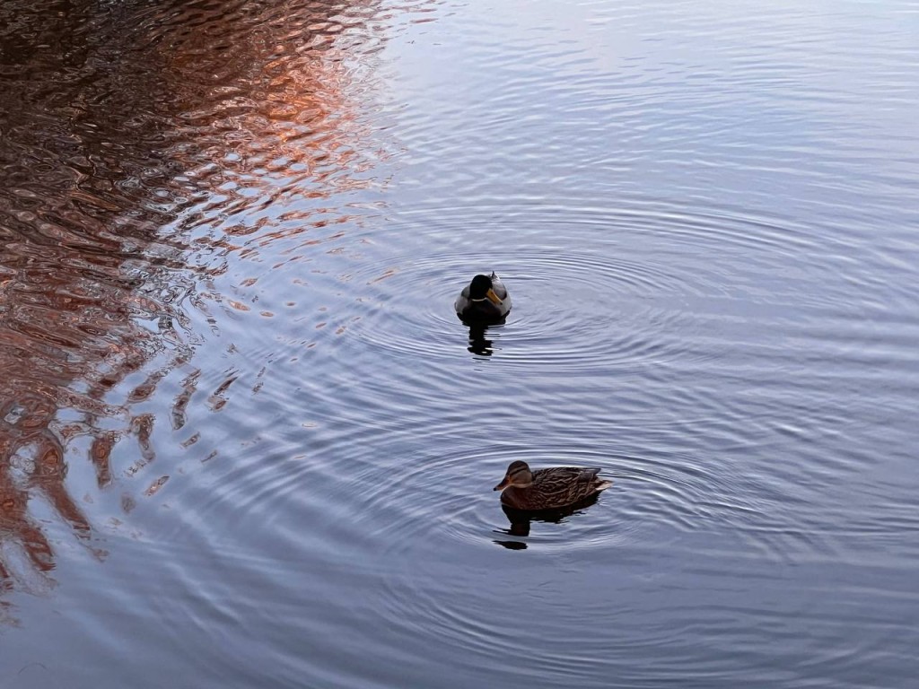 Ноябрь дарит неожиданное тепло: когда в Подмосковье закончится позднее «бабье лето»