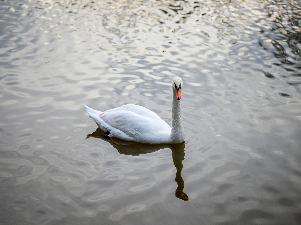 Лебедя спасут: в Шатуре на зиму приютят птицу, которая не успела улететь на зимовку