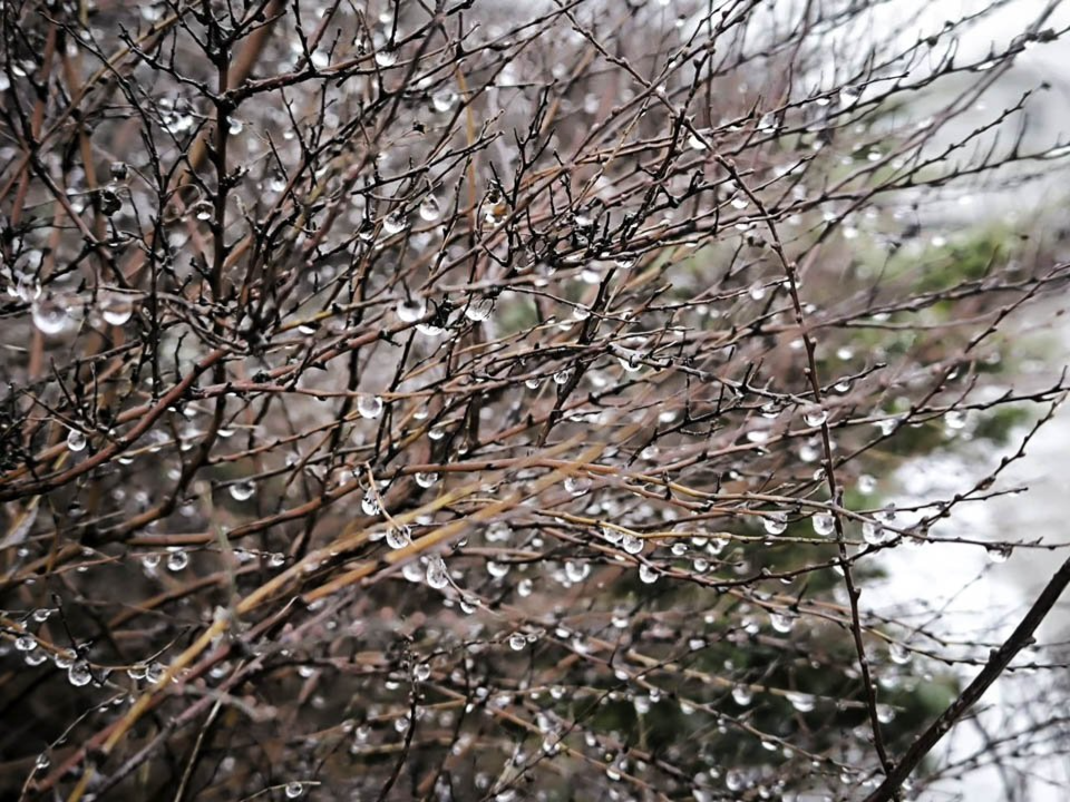 Зимы не будет? Гидрометцентр пообещал теплую и дождливую погоду с температурой до +4° в Подмосковье