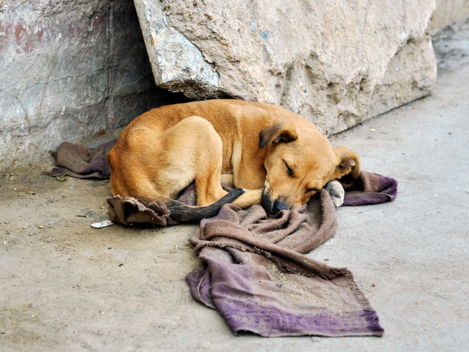 На маркетплейсах теперь можно оказывать помощь и пристраивать животных