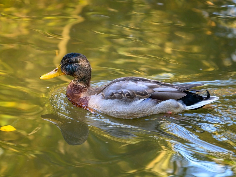 Как правильно кормить птиц зимой