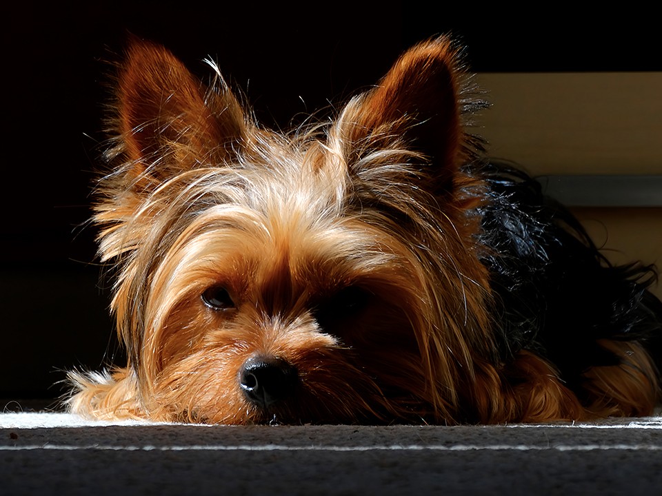 Стали известны подробности истории о подмене домашней собаки в Электростали