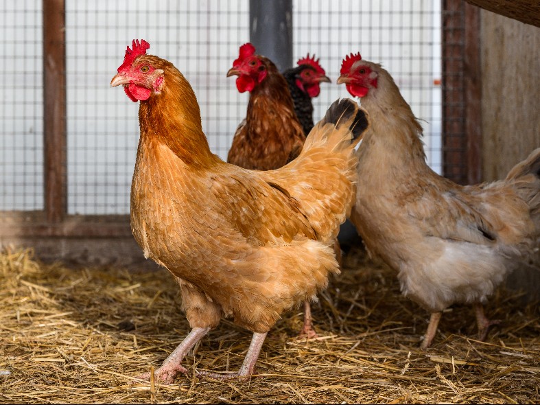 Инвестиций куры не клюют: как ₽350 млн увеличат в Подмосковье выпуск мяса и создадут новые рабочие места