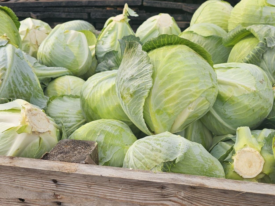 От поля до прилавка: как в Коломне готовят овощи к зимним поставкам