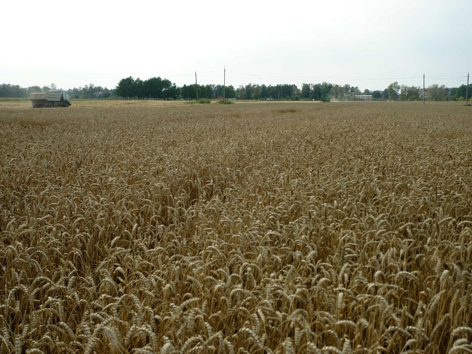 Лаборатория сказала «да»: сорт овса «Яков» из Котельников подтвердил соответствие строгим стандартам