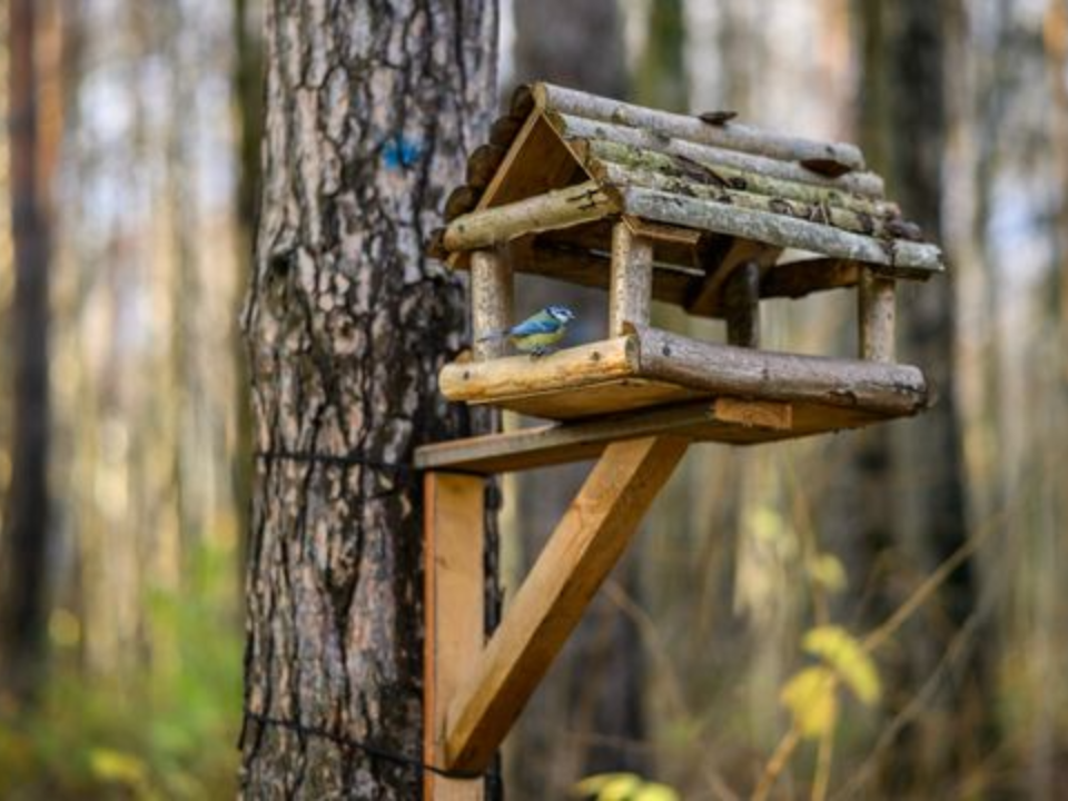 Синичкин день: как сплелись христианские, народные и экологические традиции