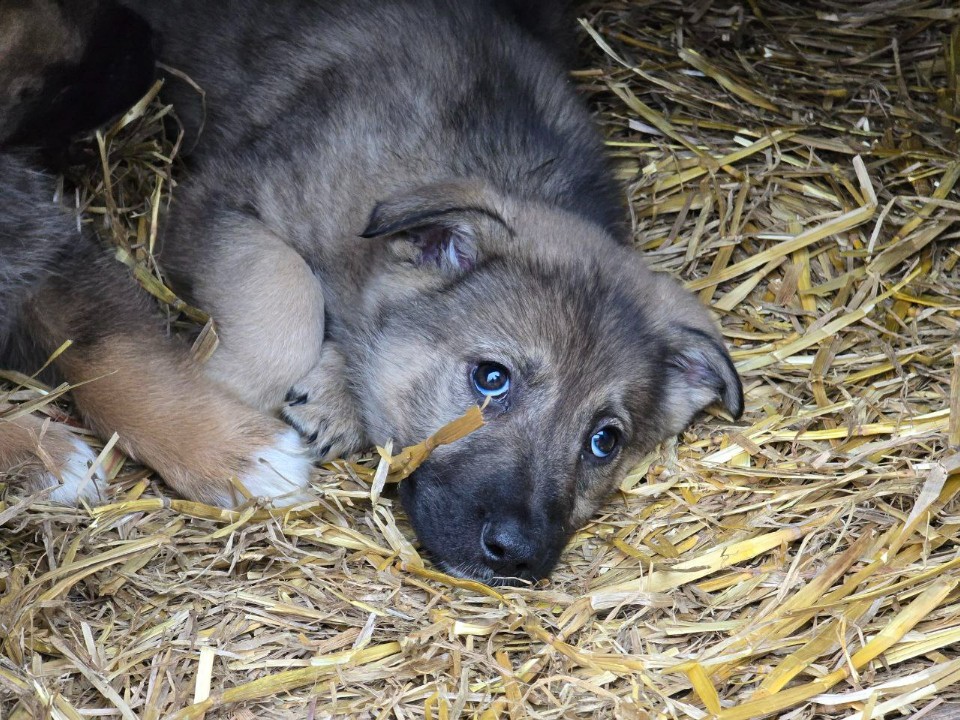 В Лотошине ищут дом для собаки, подброшенной к церкви