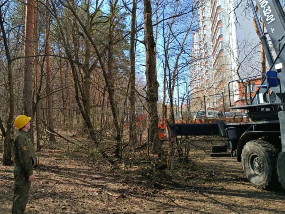 Звенигородское лесничество вошло в областной топ по уборке опасных деревьев