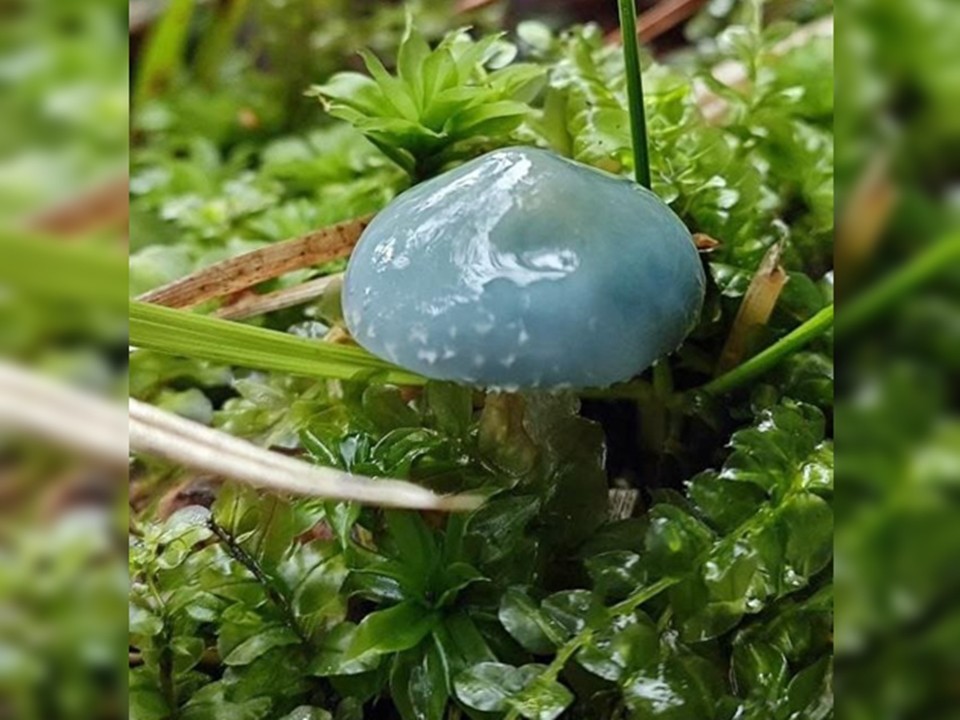 Редкие синие грибы выросли в Приокско-Террасном заповеднике под Серпуховом