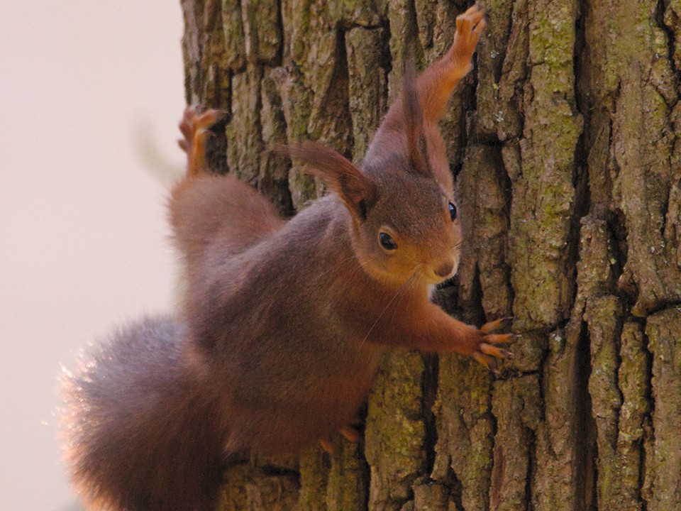 Белка на ферме под Солнечногорском попыталась отнять у хозяйки огромный огурец