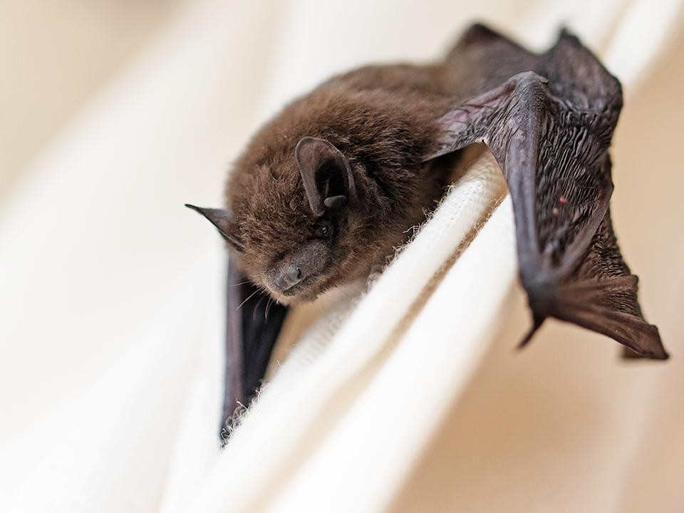 Не бросать в беде летучих мышей просят волоколамцев