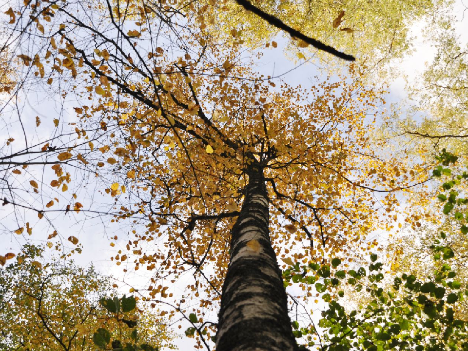 Десятиметровые березы во дворе на Инженерной улице спиливать не будут