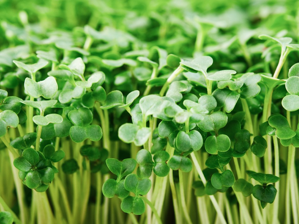 ТОП-6 видов супер полезной микрозелени на зиму назвал бронницкий нутрициолог