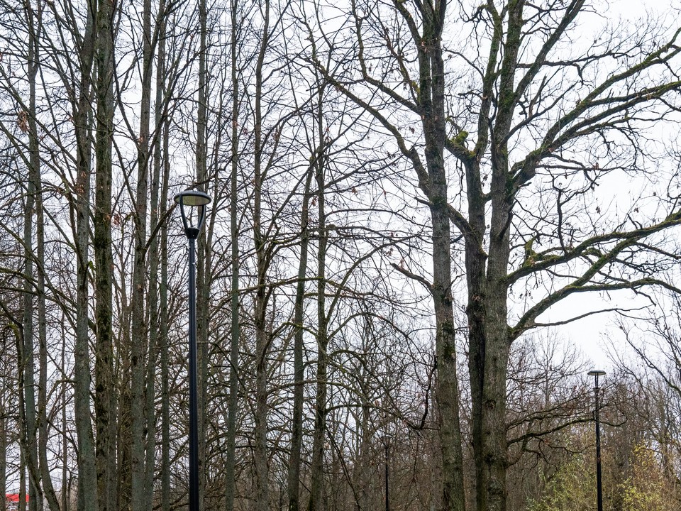 Каким в Подмосковье будет первый день декабря