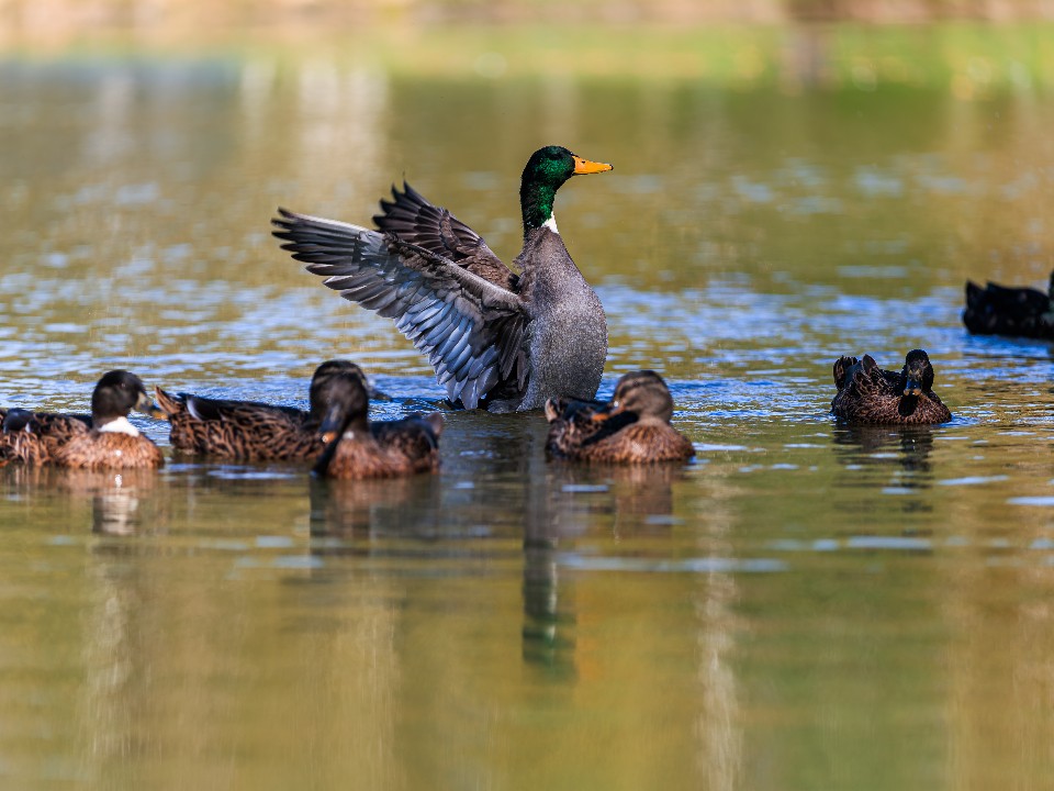 Утиные истории, или почему птицы, обитающие на Белом и Скитских прудах, не хотят лететь на юг
