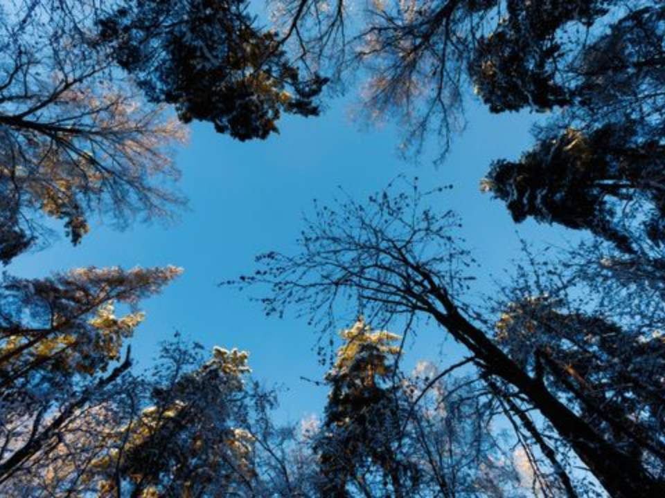 Накажут деньгами: нарушителям пожарной безопасности в лесу выписали штрафы после рейда