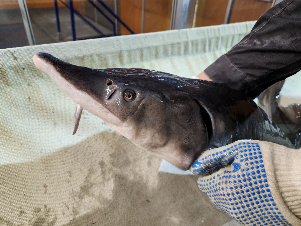 Генетические паспорта на осетров и стерлядь завели молодые ученые из Подольска