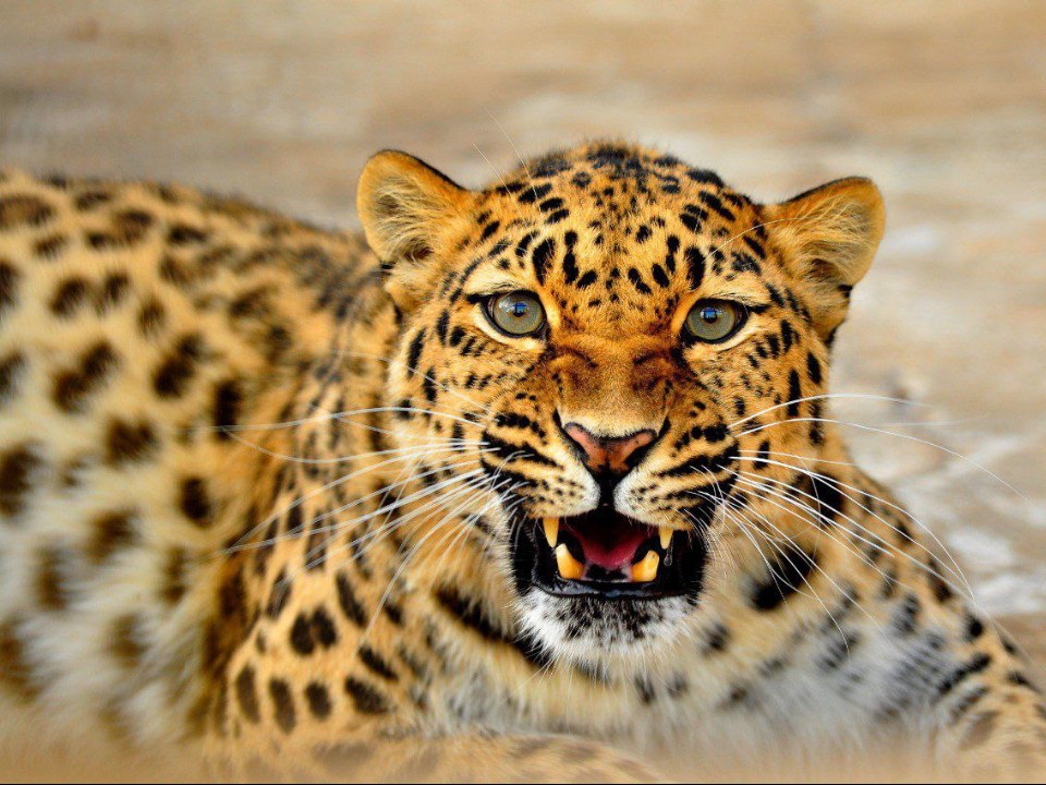 Сотрудники волоколамского зоопитомника решили сделать стикеры с его обитателями