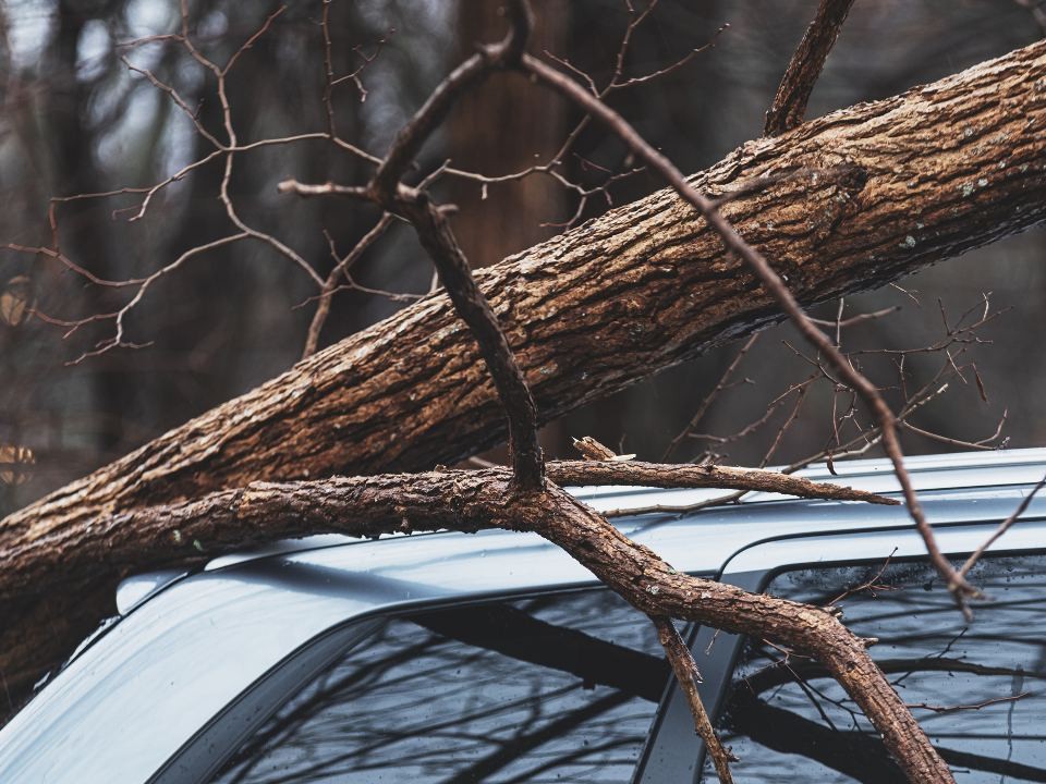 Лыткаринцев предупредили об усилении ветра 13 и 14 ноября