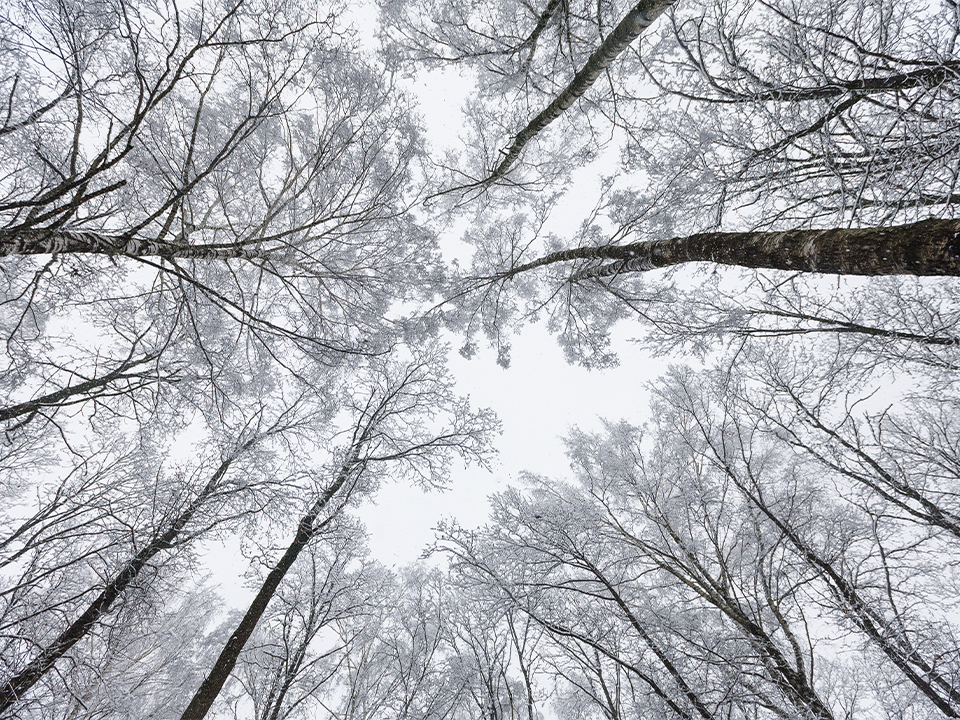 Зима с плюсом: в Подмосковье ожидаются температуры на 6 °C выше обычного