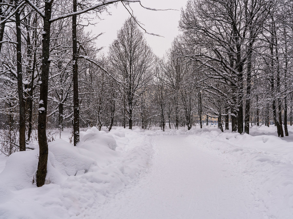 Когда ждать сугробов? Синоптики рассказали о погоде в Подмосковье в декабре