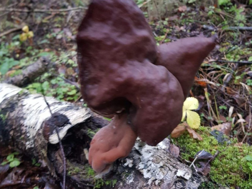 «Они всюду!»: грибные гномы-строчки заполонили леса в Подмосковье