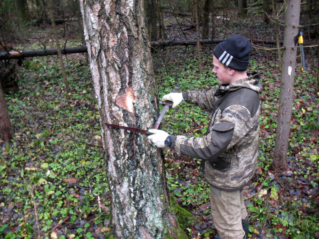На месте ельников, уничтоженных короедом у Хатуни, высадят новый лес