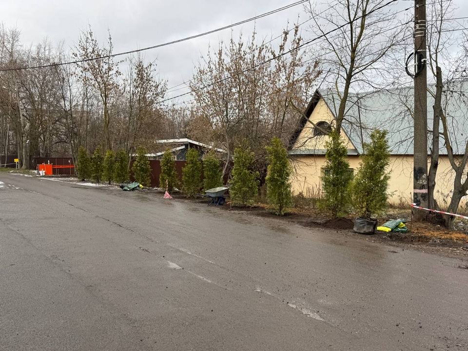 Вместо мусора теперь растут туи: власти с жителями навели порядок на обочине улицы в деревне Пирогово