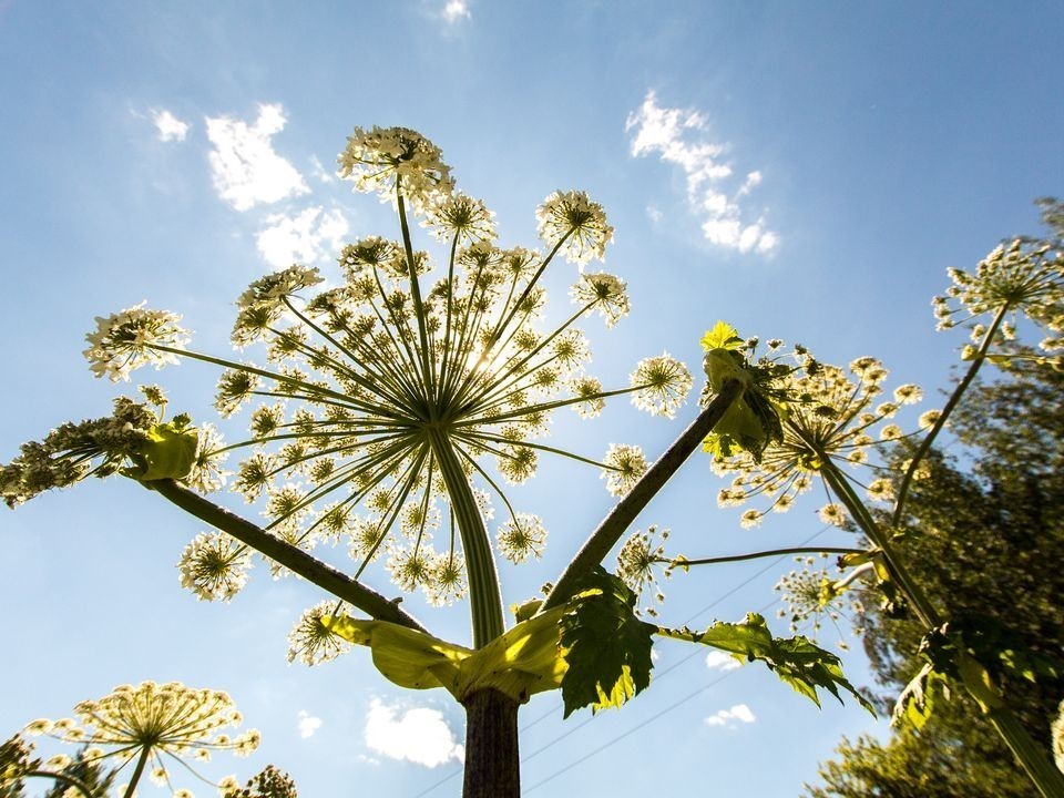 Борщевик не пройдет: найдено средство истребления сорняка