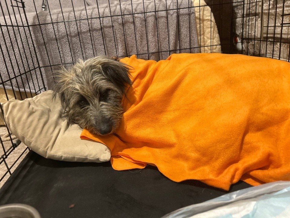 В Королеве ищут хозяев для собаки, попавшей в ловушку