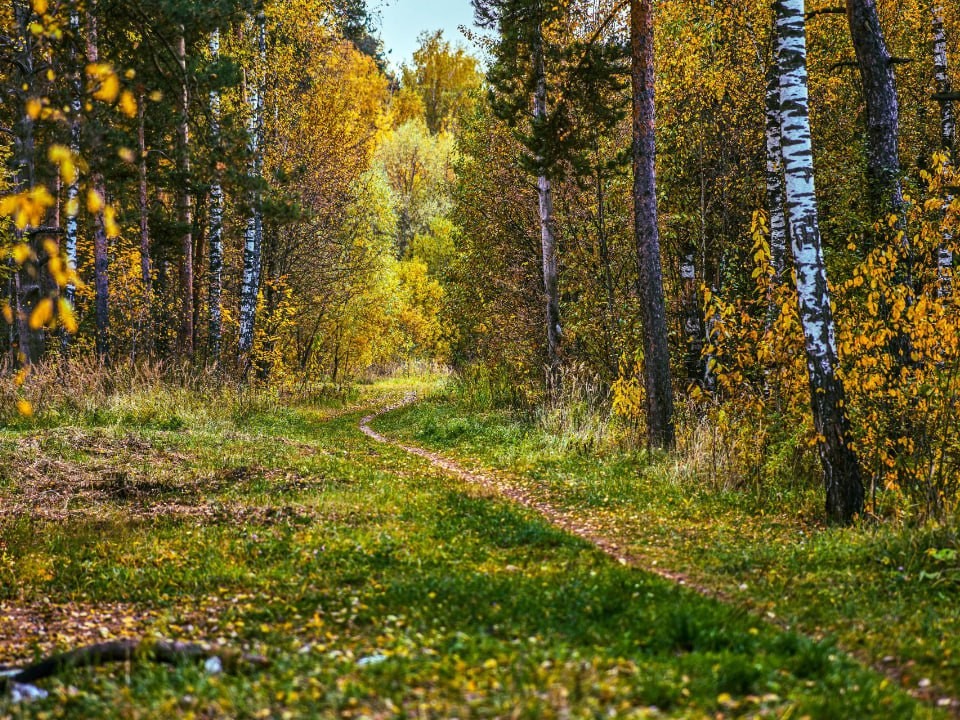 Спасение в ваших руках: какие сигналы лучше всего привлекают внимание спасателей в лесу