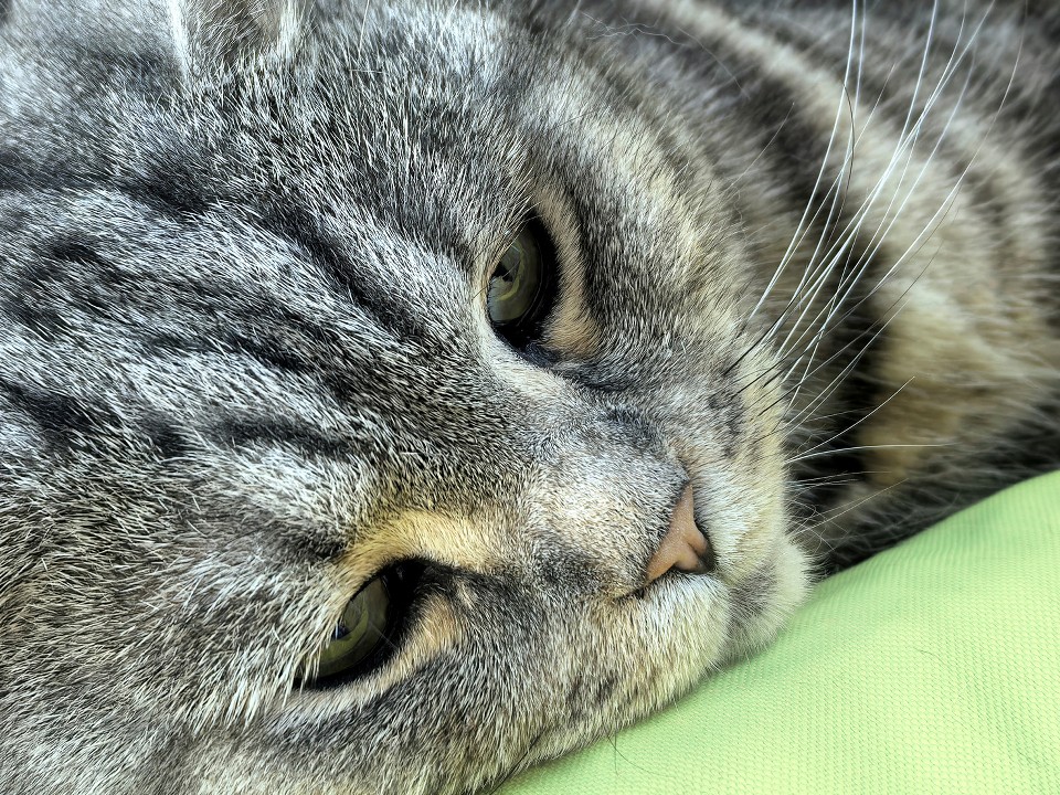 Волоколамцы ищут дом для кошки-кочевника, оставленной на улице