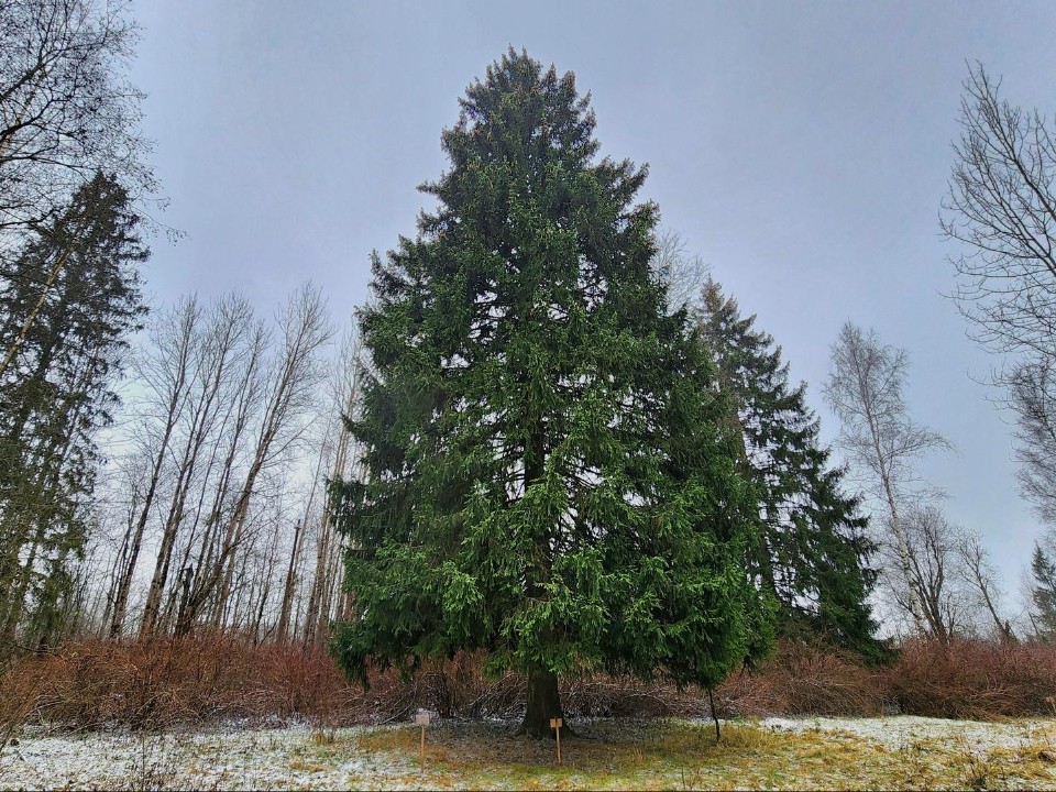 Народные гуляния пройдут у главной ели России перед тем, как ее увезут в Кремль
